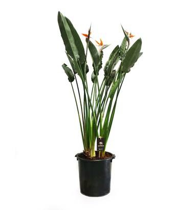 Starliçe-Cennet Kuşu-Strelitzia Reginae